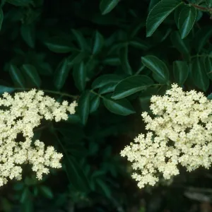 Sambucus mexicana, Calle Poniente