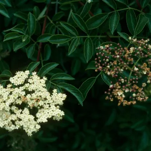 Sambucus mexicana,Calle Poniente, SB