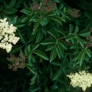 Sambucus mexicana,Calle Poniente, SB