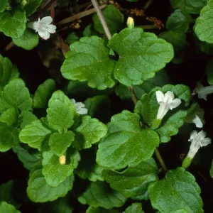 Satureja douglasii, SBBG