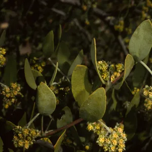 Simmondsia chinensis, SBBG