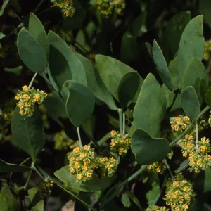 Simmondsia chinensis, SBBG