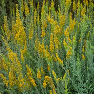 Solidago californica, SBBG