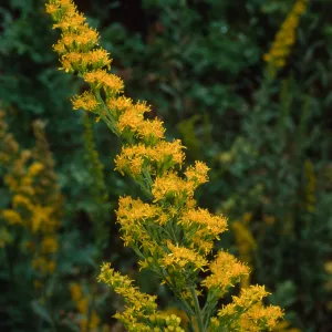 Solidago californica, SBBG