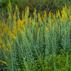 Solidago californica, SBBG