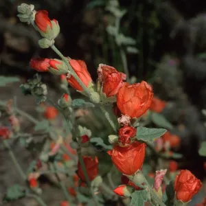 Sphaeralcea ambigua, SBBG