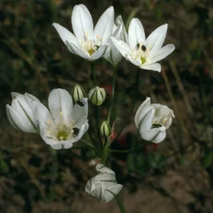 Triteleia hyacinthia