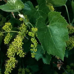 Vitis girdiana, Death Valley near Scotty's Castle