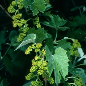 Vitis girdiana, Saline Valley Grapevine Canyon