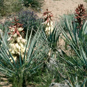 Yucca baccata, Providence Mtns., Wildhorse Cyn Rd.