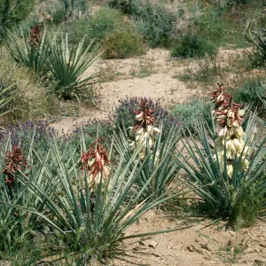 Yucca baccata, Providence Mtns., Wildhorse Cyn Rd.