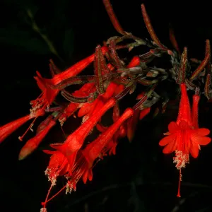 Epilobium canum, Painted Cave Rd.