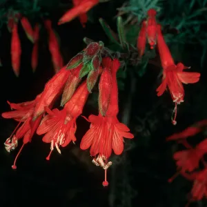 Epilobium canum, Monterey Co., Big Creek Reserve