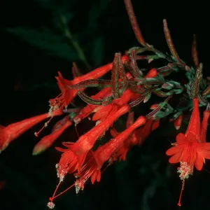 Epilobium canum, Painted Cave Rd.