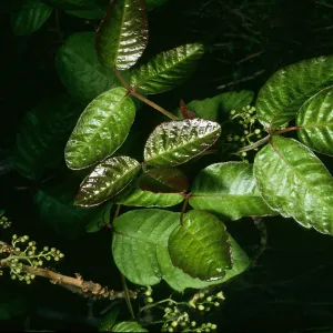 Toxicodendron, Tunnel Rd.