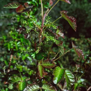 Toxicodendron, Tunnel Rd.