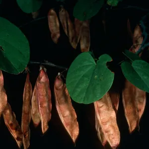Cercis occidentalis, Sequoia Nat. Park, Generals Hwy.