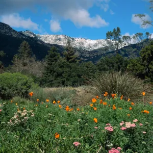 Snow on Santa Ynez Mtns., SBBG meadow