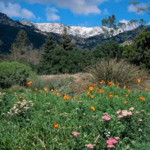 Snow on Santa Ynez Mtns., SBBG meadow
