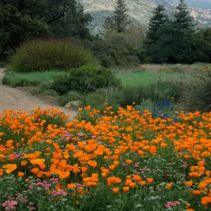 SBBG meadow