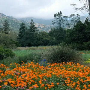 SBBG meadow