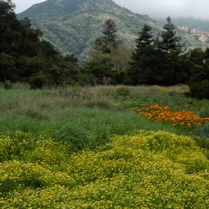 SBBG meadow, Limnanthes