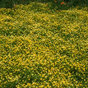 SBBG meadow, Limnanthes