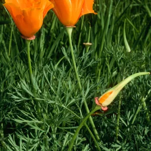Eschscholzia californica