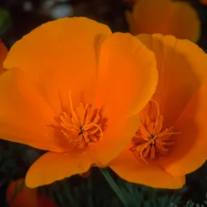 Eschscholzia californica