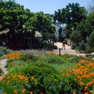 Eschscholzia californica