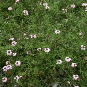 Verbena lilacina, SBBG