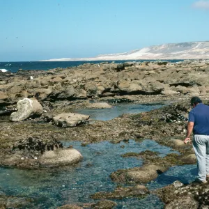 Tidepools, San Nicolas Island, Vizcaino Point