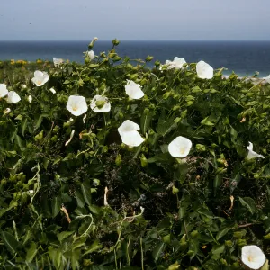 Calystegia macrostegia amplissima