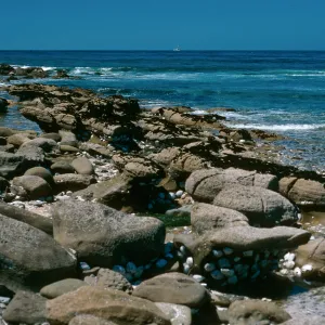 Abalone, low tide at W. end Red Eye Beach, San Nicolas Isl. 