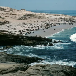 Pinnipeds, E. of Seal Beach, San Nicolas Island