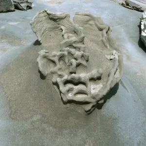 sandstone, Daytona Beach, San Nicolas Island