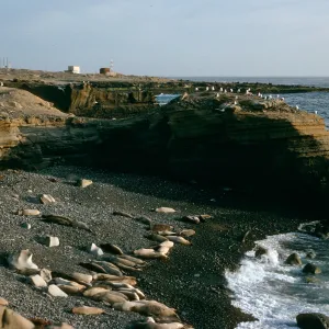 Elephant seals, West end Gull Colony