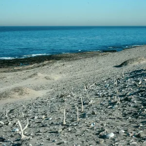 Caliche, just E. of Thousand Springs, San Nicolas Island