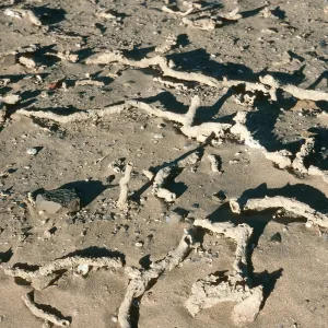 Root casts, just E. of Thousand Springs