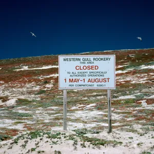 Gull colony,