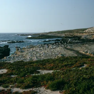 Gull colony, W. end San Nicolas Island