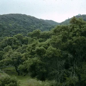 Oak woodland, north slope, Canada de la Portezuela, Santa Cruz Island