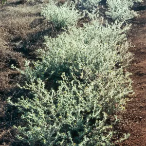 Hemizonia fitchii, So. Ridge Rd. W. of El Tigre, Santa Cruz Island