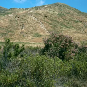 Tamarix, Lower Pozo Canyon, Santa Cruz Island