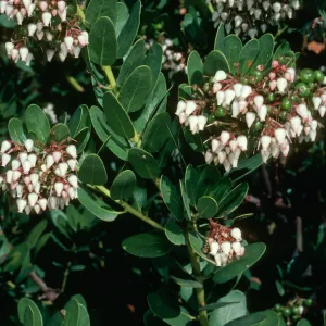 Arctostaphylos 'Canyon Sparkles', SBBG Arroyo