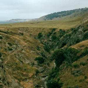 Water Cyn. below campground, Santa Rosa Isl.