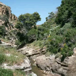 Water Canyon Santa Rosa Island