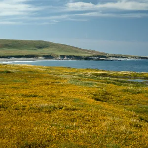 Lasthenia, East point, Santa Rosa Island