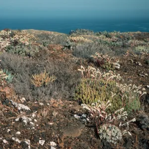 Dudleya albiflora habitat, highlands N. of lighthouse, Natividad I.