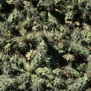 Opuntia, just N. of lighthouse, Natividad I.